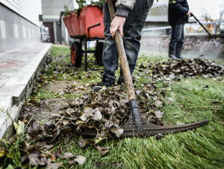 Hausmeister-Service Person mit Rechen entfernt Laub von einer Rasenfläche, während eine Schubkarre bereitsteht.